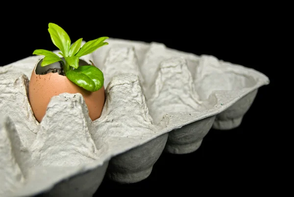 Sazenice rostou ve vaječné skořápce — Stock fotografie