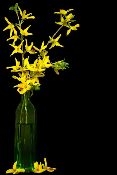 Hor çiçeği üzerinde Bayan hata — Stok fotoğraf