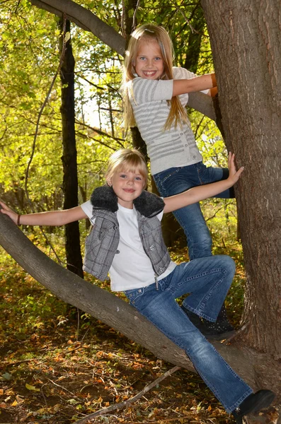 Girls in a tree — Stock Photo, Image