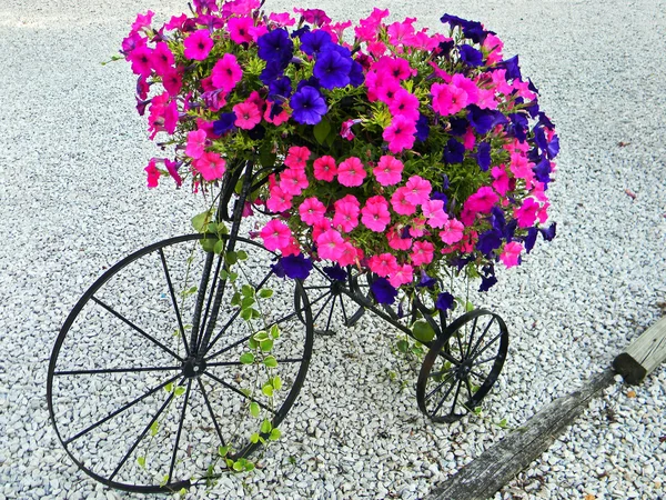 Винтажный трехколесный велосипед с петуниями — стоковое фото