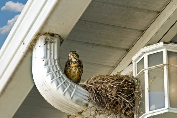 Bird with nest on rain spout — Stock Photo, Image