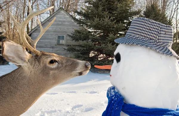 Veado com boneco de neve — Fotografia de Stock