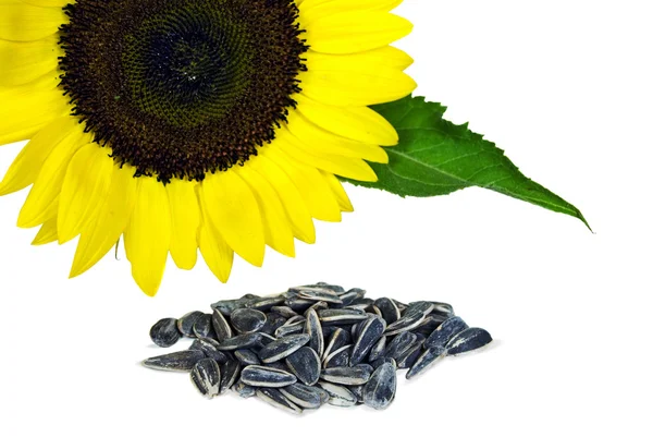 Girassol com sementes — Fotografia de Stock