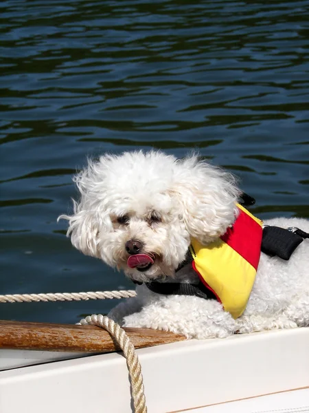 Poodle with life jacket — Stock Photo, Image