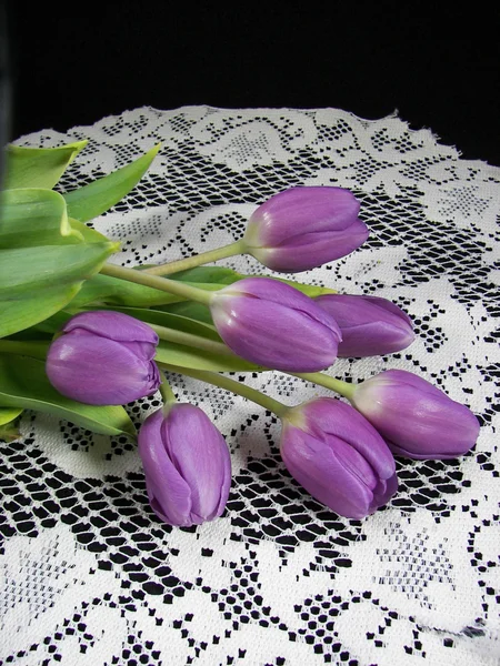 A csipke lila tulipán — Stock Fotó