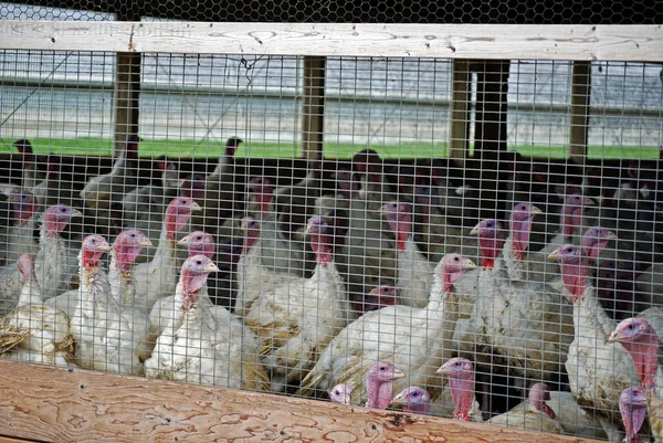 Turkeys in a barn — Stock Photo, Image