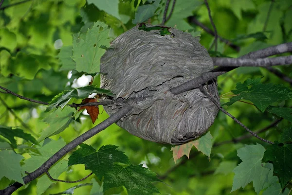 Sršní hnízdo — Stock fotografie