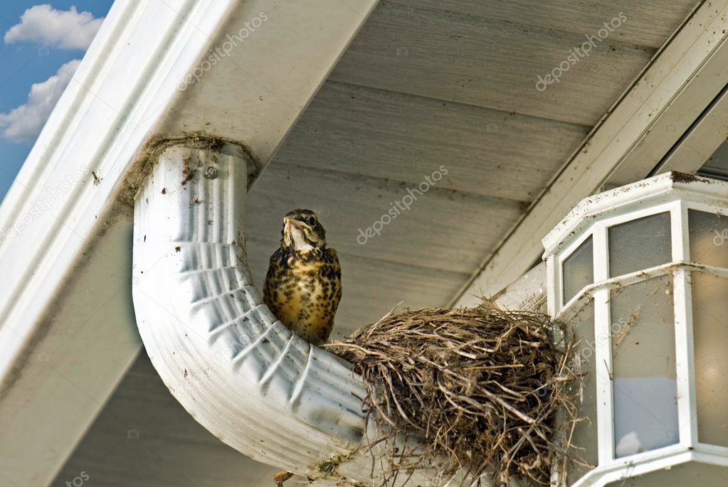 Bird with nest on rain spout