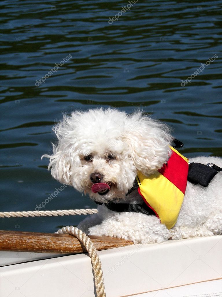 Poodle with life jacket