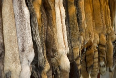 Fur Pelts clipart