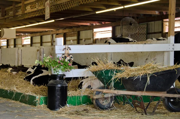 Koeien in schuur — Stockfoto