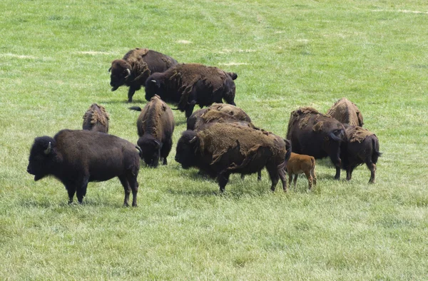 stock image Bisons