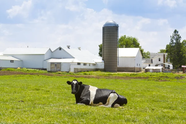 Cow on a Farm — Stock Photo, Image