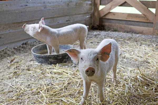 Two Piglets — Stock Photo, Image