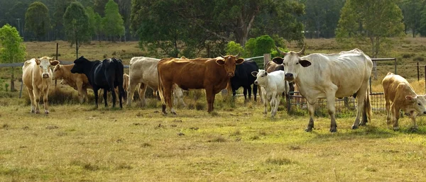Manada de bovinos de corte australianos panarama — Fotografia de Stock