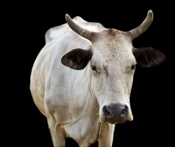 Isolated australian cow with horns on black — Stock Photo, Image