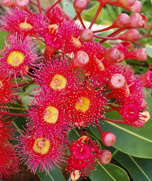 Eucalyptus sommaren röda corymbia australiana Stockbild