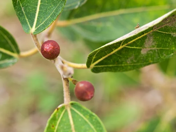 Ficus opposita Australische inheemse plant flora schuurpapier fig vruchten Stockfoto
