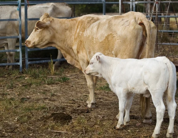 Mum and baby cow and calf australian beef cattle — Stock Photo, Image