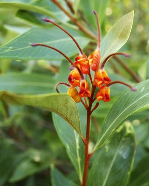 Australiana native plant Grevillea venusta with spider flower — Stock Photo, Image