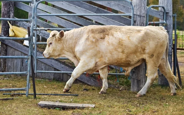 Charalais tjur köttdjur australiska jordbruk Stockbild