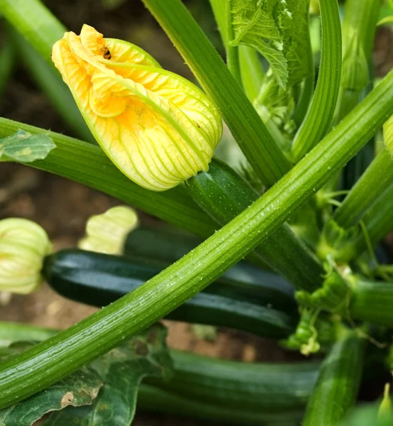 Samičí květ bio cuketa Zdravá zahrada a životní styl Stock Obrázky