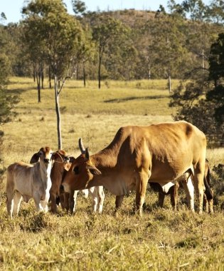 Cow and calves