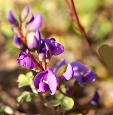 Hardenbergia violacea, sarsaparilla vine, Austalian native wildflower clipart