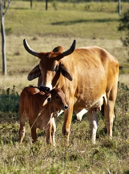 Vaca y ternero —  Fotos de Stock