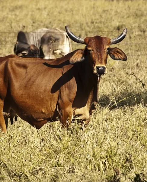 Vache bovine australienne — Photo