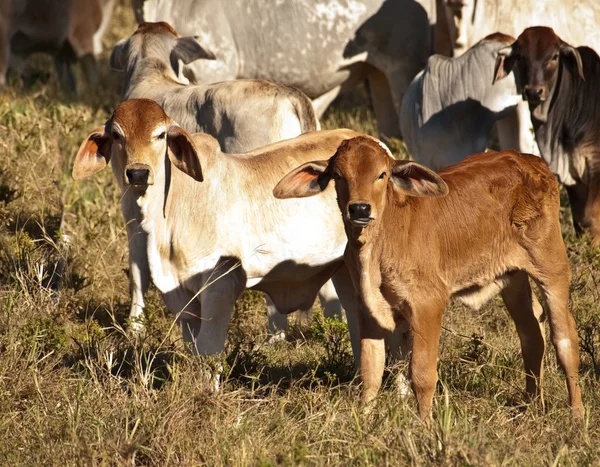 Australische rundvlees mannelijke en vrouwelijke kalf — Stockfoto