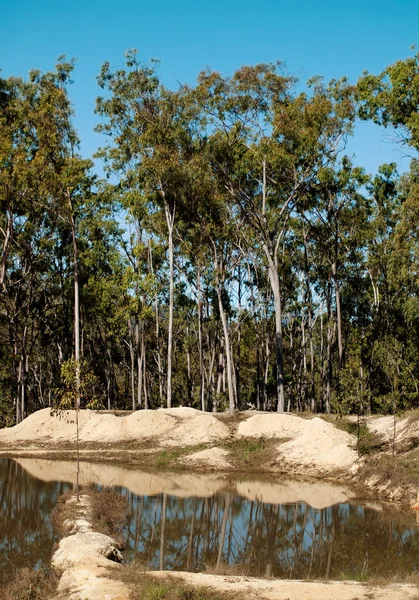 전형적인 호주 껌 나무 contryside 풍경 — 스톡 사진