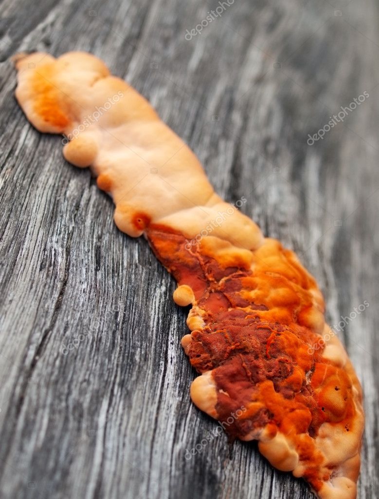 Oranje schimmel op hout — Stockfoto © byjenjen 11547808