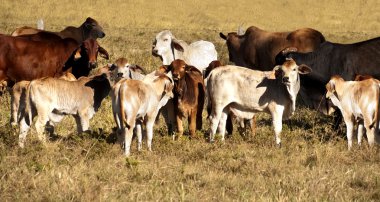 Cows and calves clipart