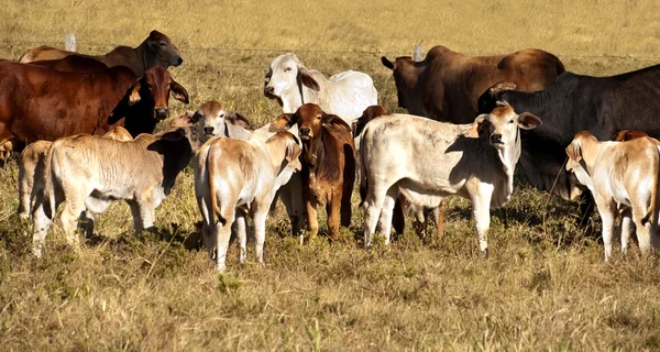 Vacas e vitelos — Fotografia de Stock