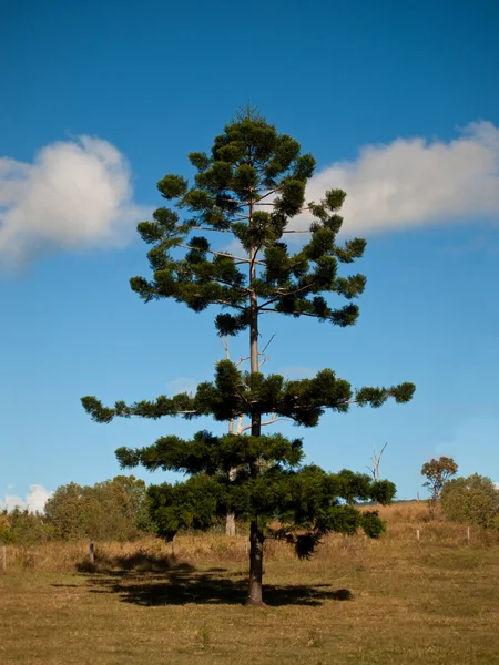 Drzewo Bunya sosny — Zdjęcie stockowe