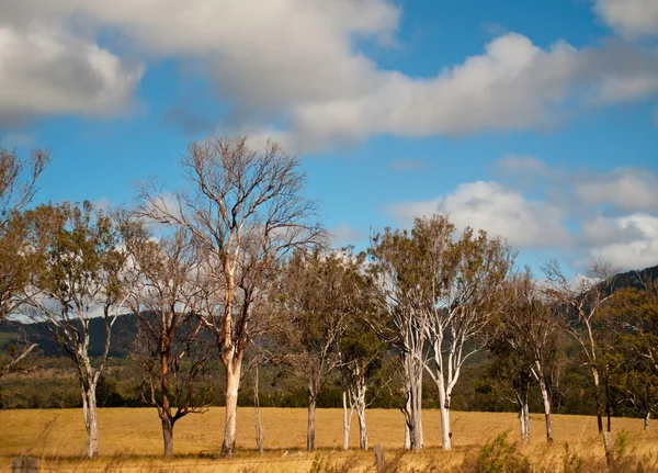 Australisch landschap — Stockfoto