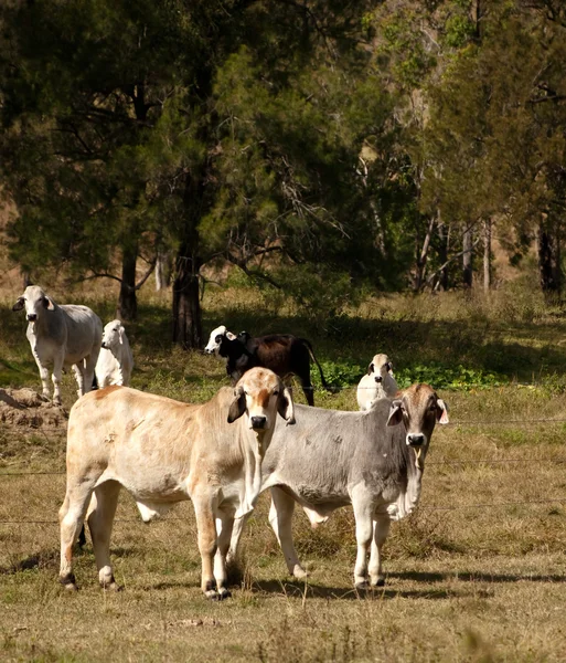 Australische vee land Stockfoto