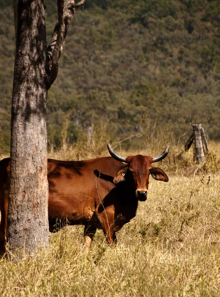 Australian cow with horns Stock Photo