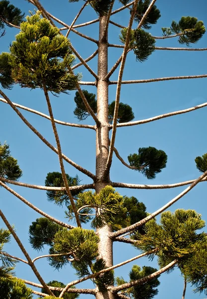 बुनिया पाइन ऑस्ट्रेलियाई मूल पेड़ — स्टॉक फ़ोटो, इमेज