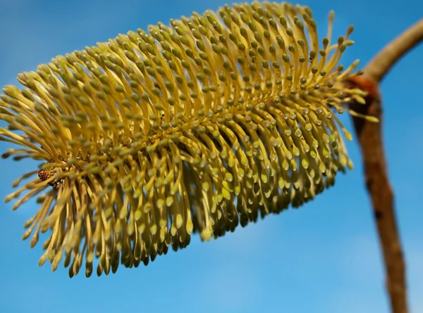 Banksia blomma Stockbild