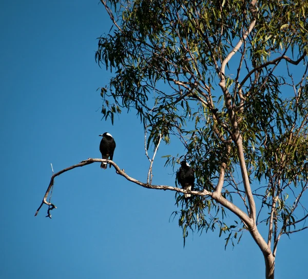 stock image Australian magies in a tree