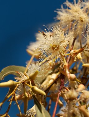 Eucalyptus tereticornis white flowers and buds clipart