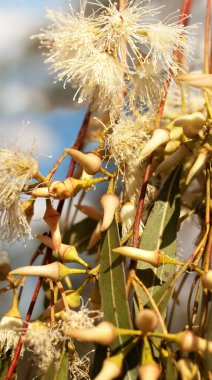 Australian native eucalytus flowerbuds clipart