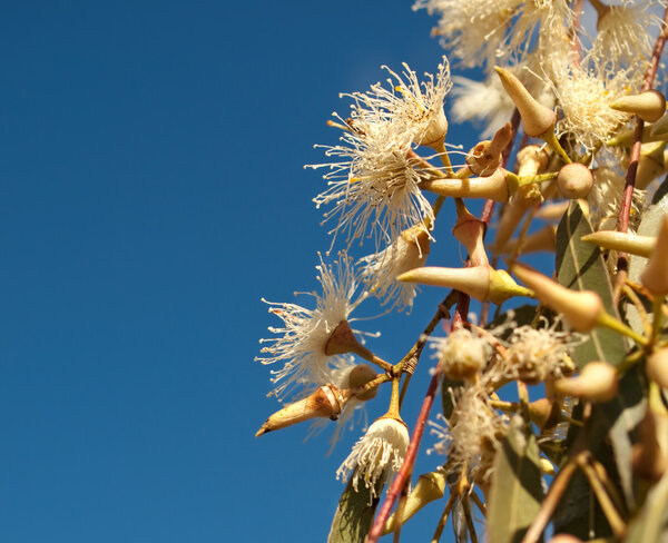 Australian Eucalyptus white flowers against blue sky