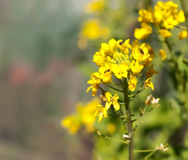Biodiversity australian native bees on organic boc choy flower — Stock Photo, Image