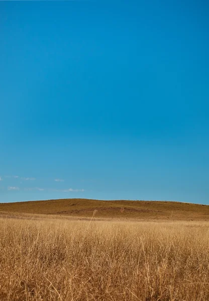 Gräs fältet horisonten mot blå himmel — Stockfoto