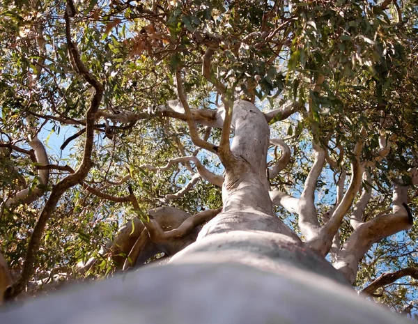 Bosque de árboles australiano Goma roja Eucalyptus tereticornis Fotos de stock libres de derechos