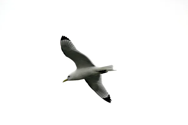 Seagull — Stock Photo, Image