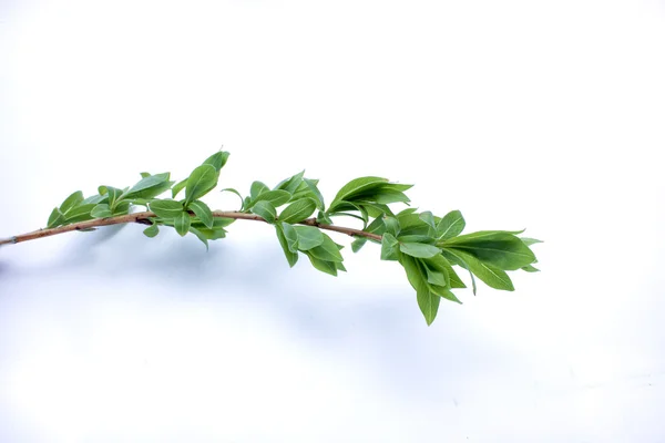 Branch of a tree — Stock Photo, Image